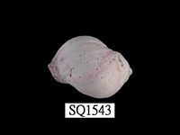 藏品(紫口珊瑚螺)的圖片